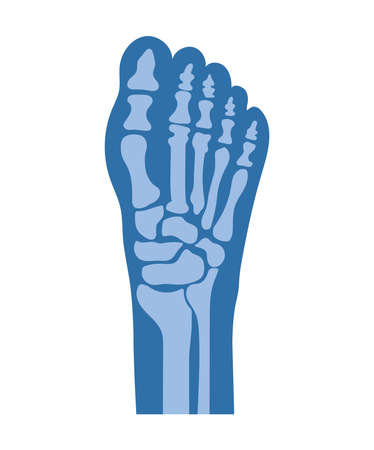 normal feet bones and jointsのイラスト素材
