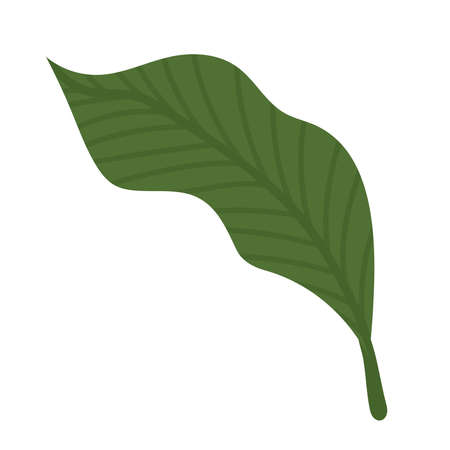 garden lanceolate leafのイラスト素材