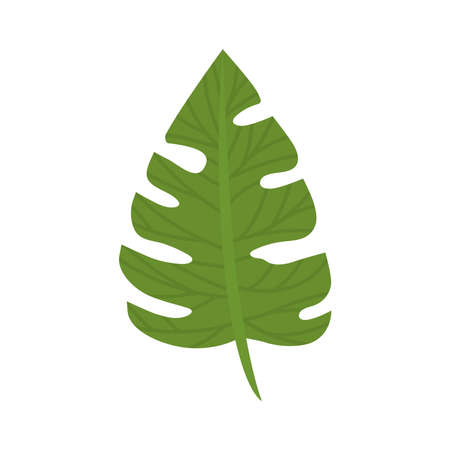 pretty monstera designのイラスト素材