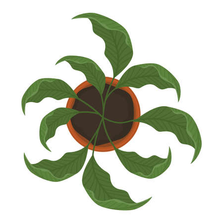 green lanceolate plant over whiteのイラスト素材