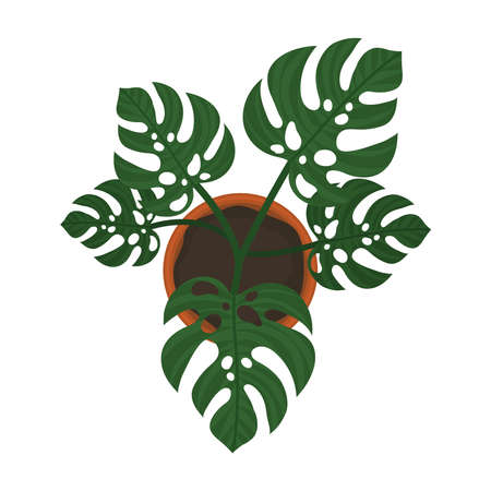 pretty monstera plantのイラスト素材