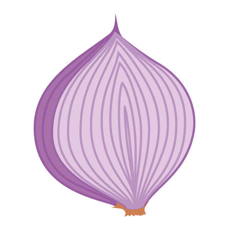 burgundy onion illustrationのイラスト素材
