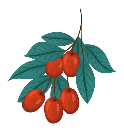 coffee beans designのイラスト素材