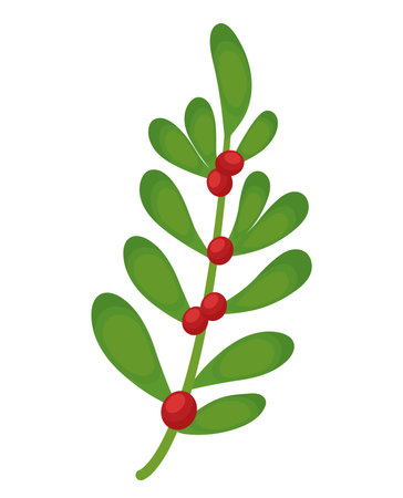 mistletoe plant illustrationのイラスト素材