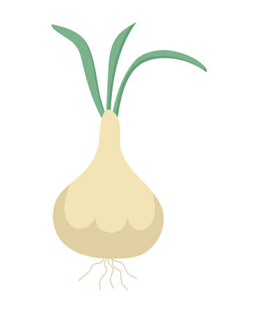 fresh onion designのイラスト素材