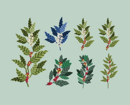 seven coffee plants itemsのイラスト素材