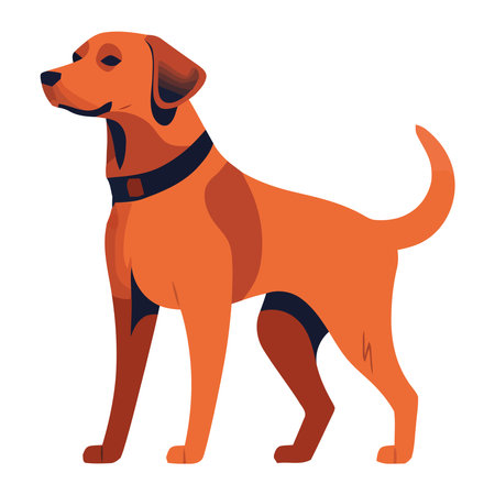 Loyal Labrador standingのイラスト素材