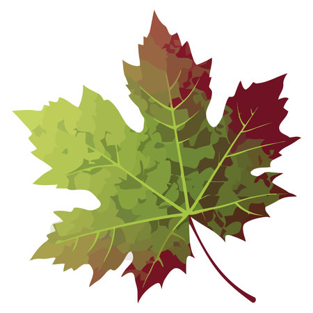 Autumn maple leafのイラスト素材