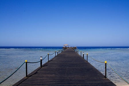 Beetle, green grass.two beetles, cow parsnip, beetle umbels on plants, lush green grass, beetle on a Sunny day.の写真素材