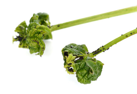 Aphids, also known as plant lice, Commonwealth as greenflies, blackflies, or whiteflies. On the...