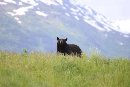 Alaskan Black Bearの写真素材