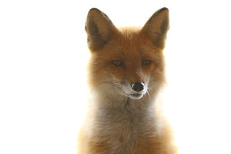 Alaskan Red Foxの写真素材