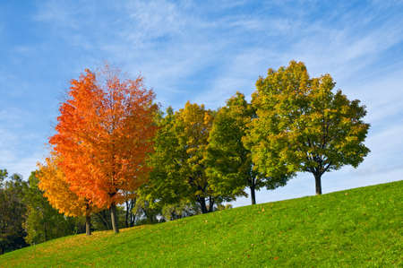 Bright red and gold maple trees among green trees on a slope of a hill の写真素材