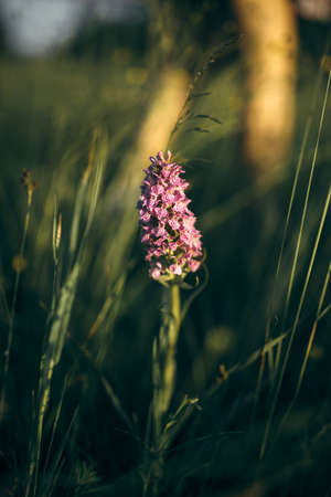 Beautiful photo of an Orchid in a field and blurred background. Dactylorhiza maculata, known as the heath spotted-orchid or moorland spotted orchidの写真素材
