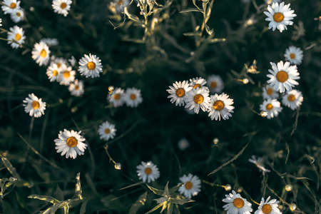 Beautiful top view of a group of daisies with a blur background. Group of daisies in the fieldの写真素材