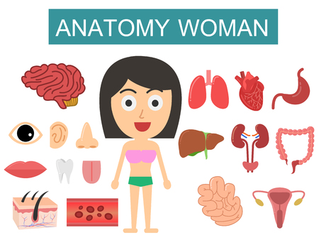 Human Body Anatomy woman on white backgroundのイラスト素材