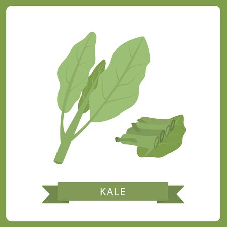 Kale fresh salad leaves, healthy organic vegetarian food, vector Illustration on a white backgroundのイラスト素材