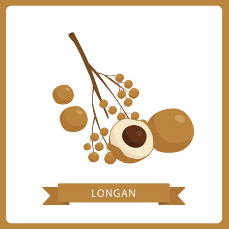 Longan fruit whole and sliced vector illustration isolated on white background.のイラスト素材