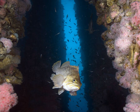 Rock fish swimming underwaterの写真素材