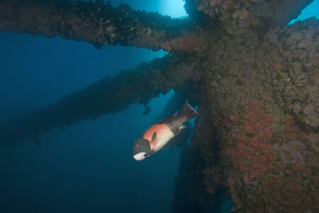 Sheephead fish at Oil Rig Paltformの写真素材