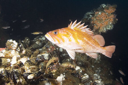 Rock fish at California Oil Rigの写真素材