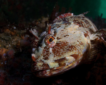 Rock fish at California underwater reefの写真素材