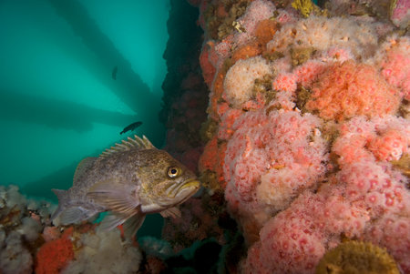 Rock fish at Oil Rig Platform reefの写真素材