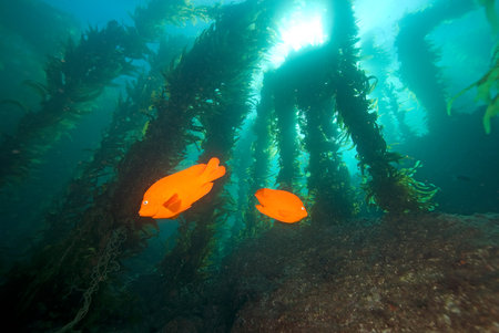 Underwater Fish at California Kelp Forest
