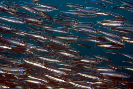 Underwater fish School of Sardinesの写真素材