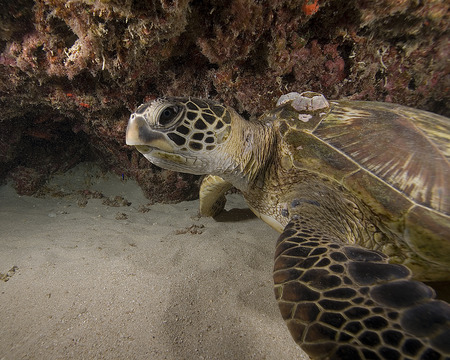 Sea Turtle at Hawaii Coral Reefの写真素材