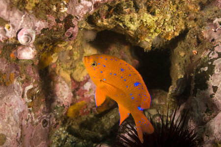 Juvenile Garibaldi fish at California Reef