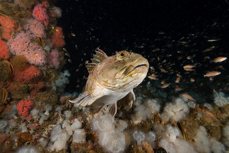 Rock fish at California Underwater Oil Rig Artifical Reef