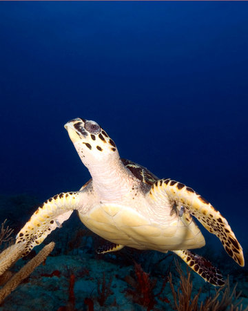 Tropical Sea Turtle