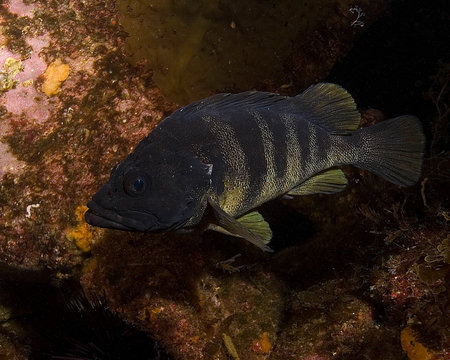 Pacific Ocean Tree Fish
