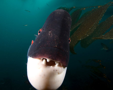 California Sheephead Fish Close-upの写真素材