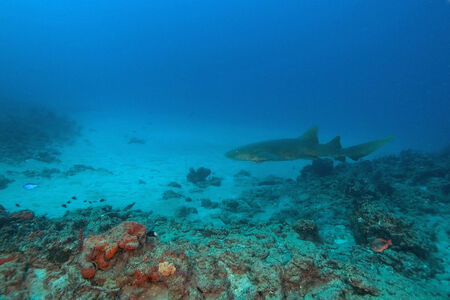 Shark at Coral Reefの写真素材
