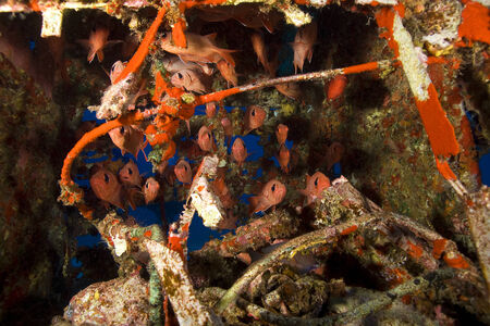 Tropical fish at Hawaii dive siteの写真素材