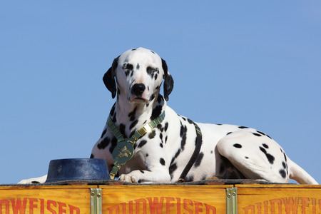 Budweiser Dalmatian Mascot at 2015 Los Angeles Air Showのeditorial素材