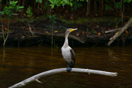 Florida bird on tree limb in swamp