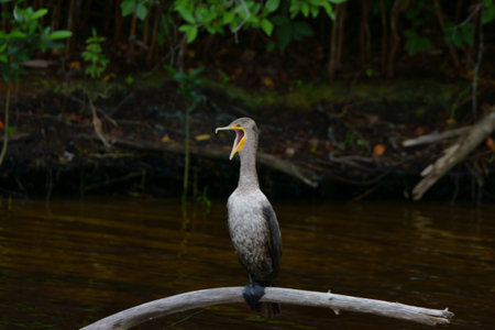 Florida bird on tree limb