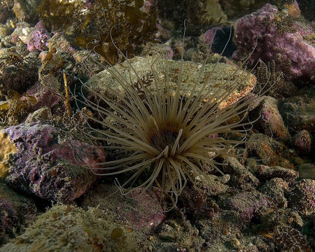 Feather worm at underwater California reef