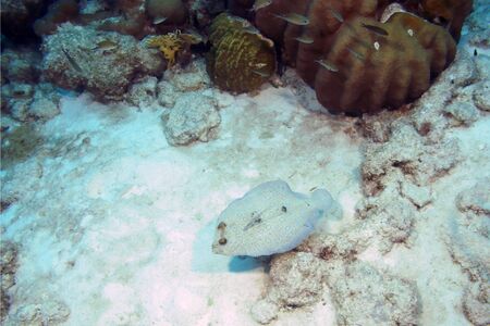 Tropical fish swimming at coral reefの写真素材