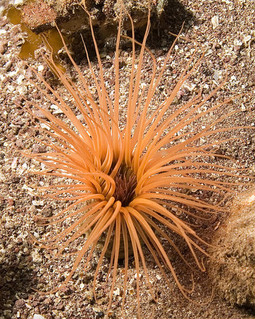 California reef tube worm underwater