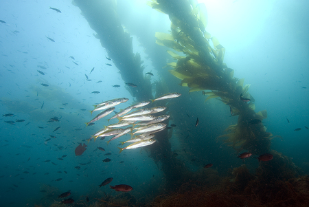 Fish sardines at California island reefの写真素材