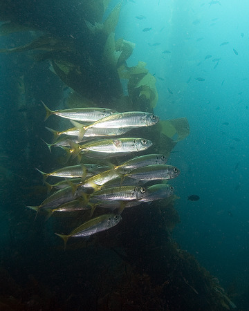 Fish sardines at California reefの写真素材