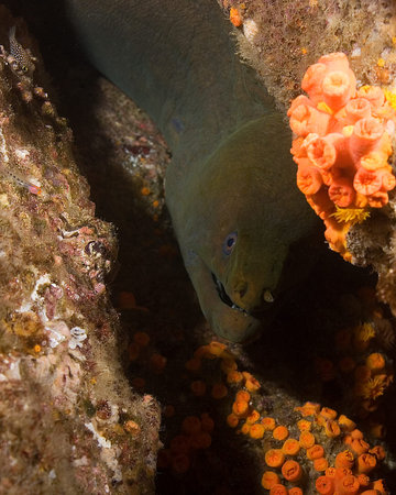 Eel at Mexico coral reef