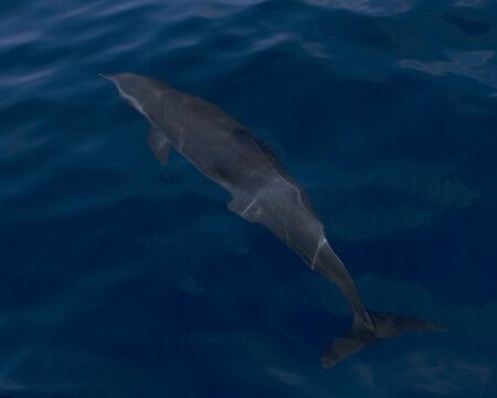Dolphin underwater at Pacific Ocean, Mexicoの写真素材