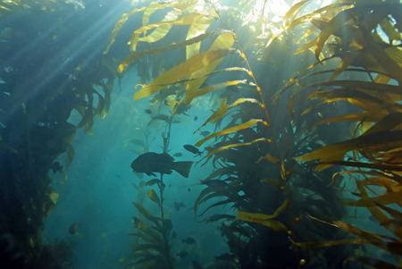 Kelp forest with sun raysの写真素材