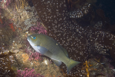 Reef fish at California underwater reef