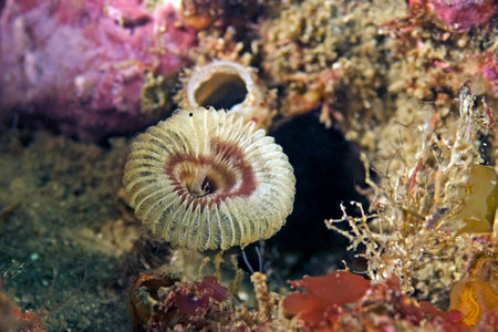 Sea life underwater feather wormの写真素材